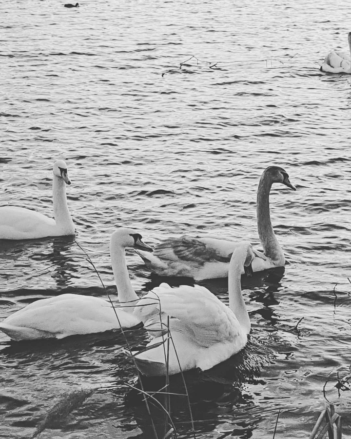 swans