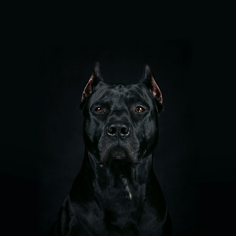 best companion
