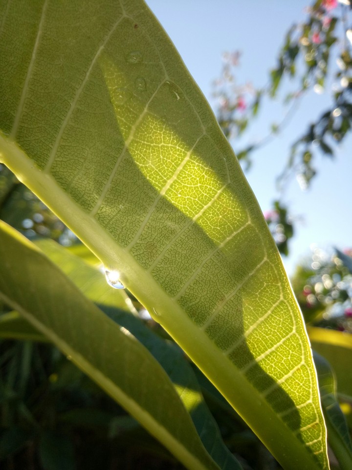 photo from the garden