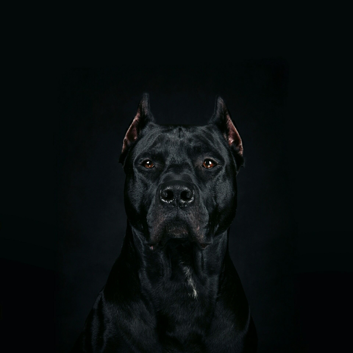 best companion