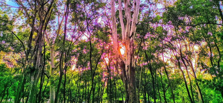 Nature