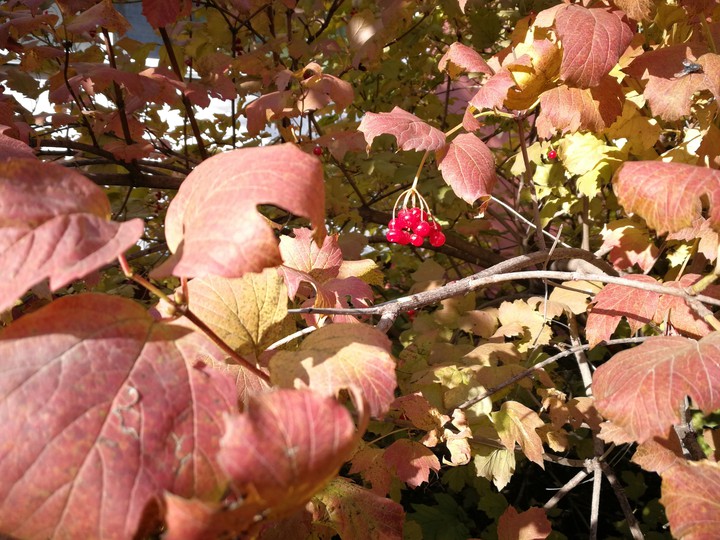autumn