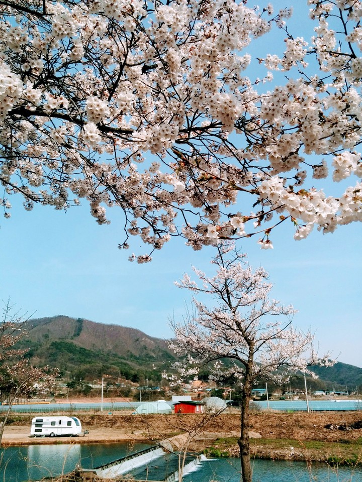 벗꽃나들이