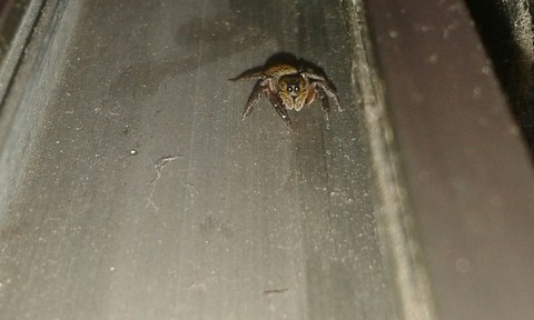 spidy