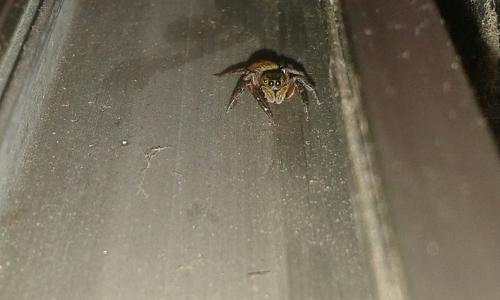 spidy
