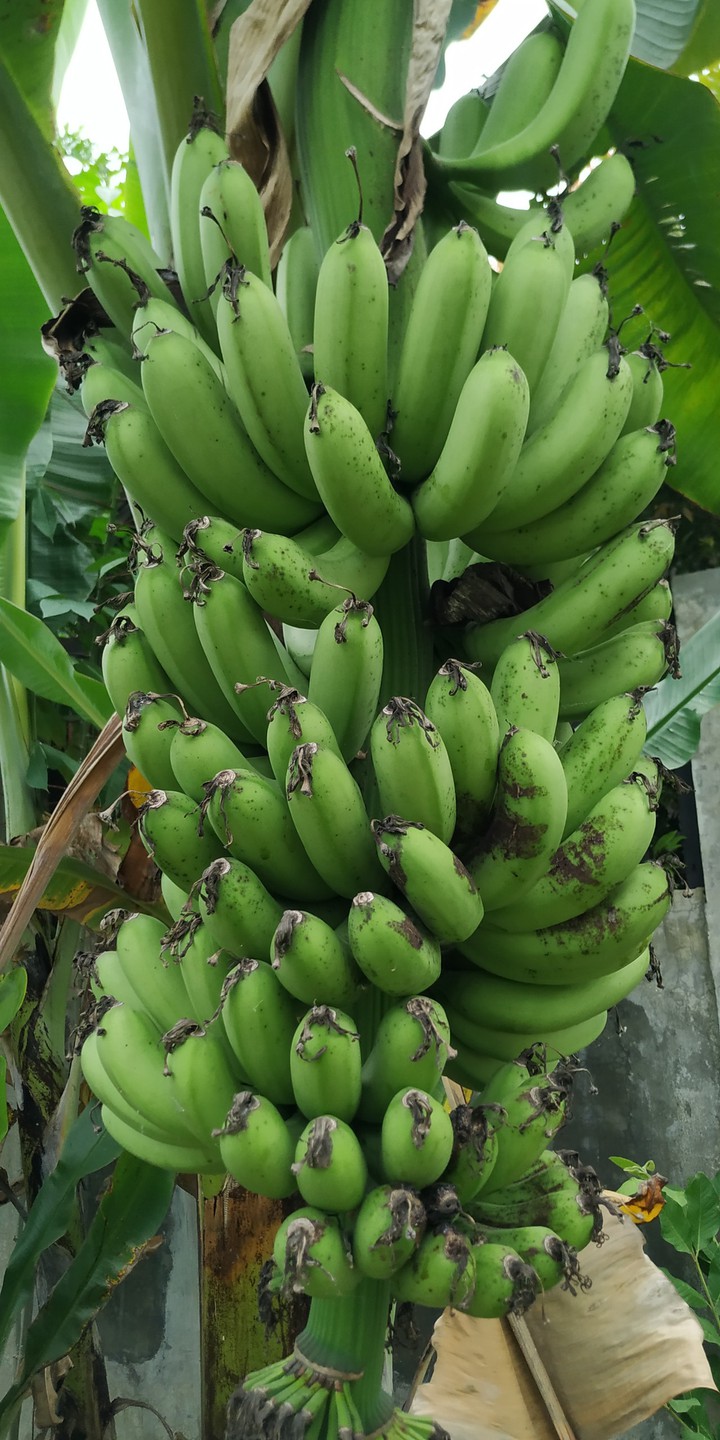 banana