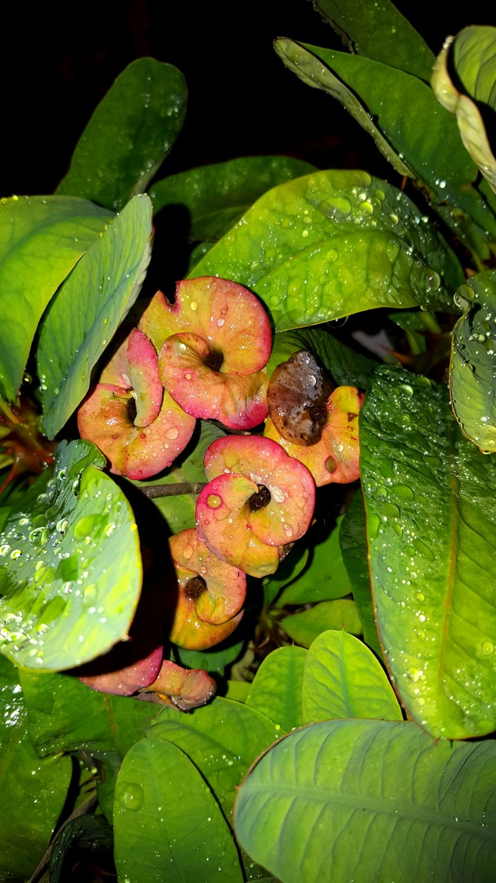 s6 photography