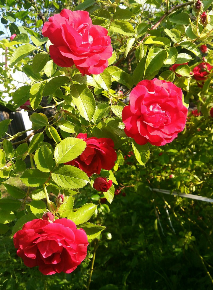 Roses