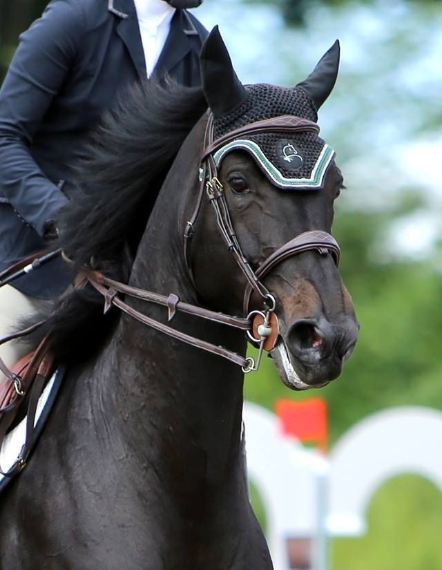 strong horses