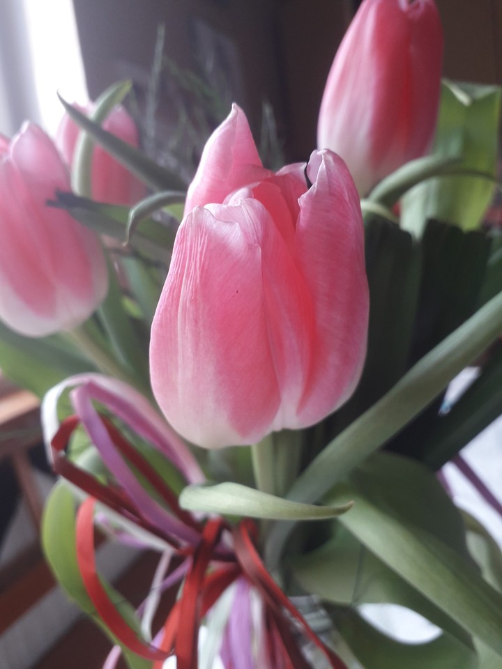 Tulipan ?