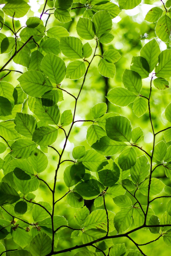 GreenWorld