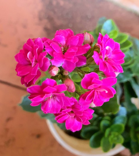 hoa sống đời