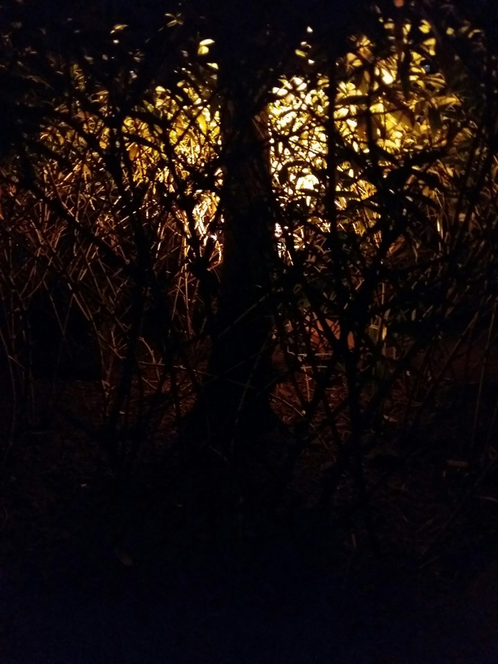 Tree of Light