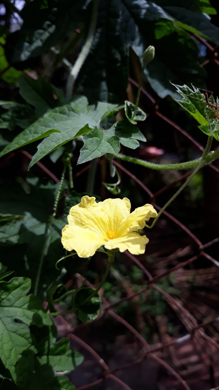 That Yellow Flower