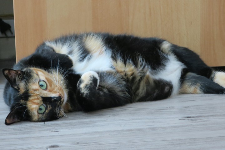 My cat