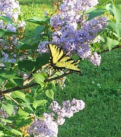 nature