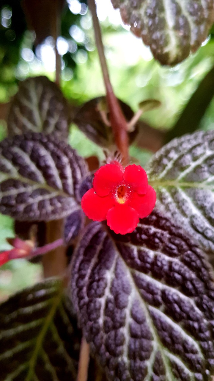 Red flower