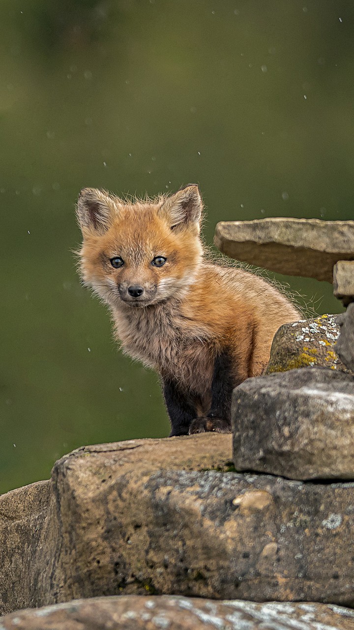 fox