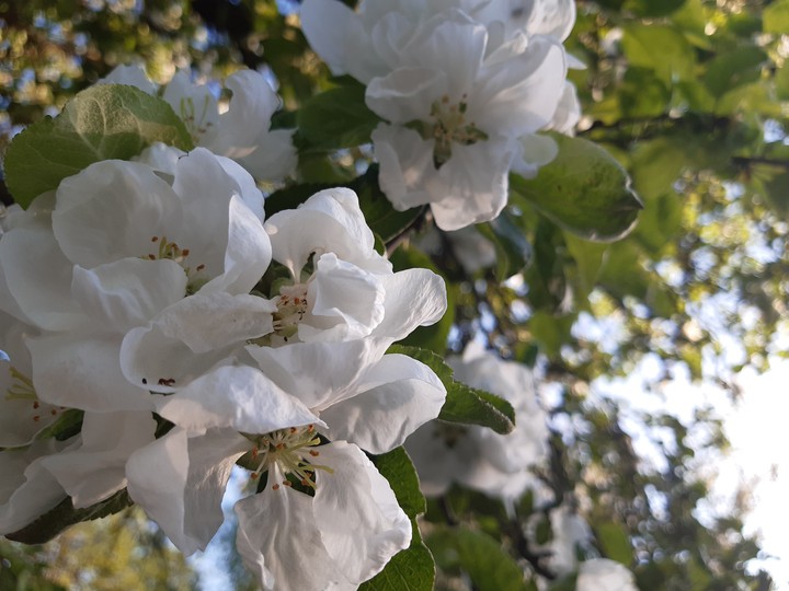 Apple blossom