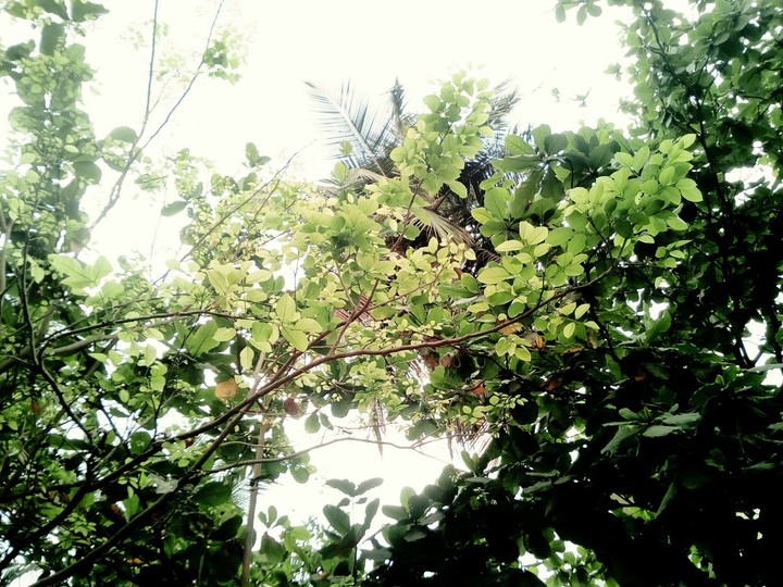 Nature