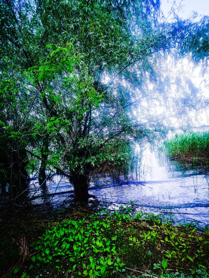 красота