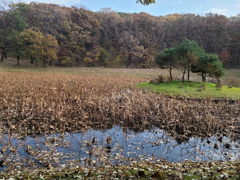 forest, wetland duvar kağıtları
