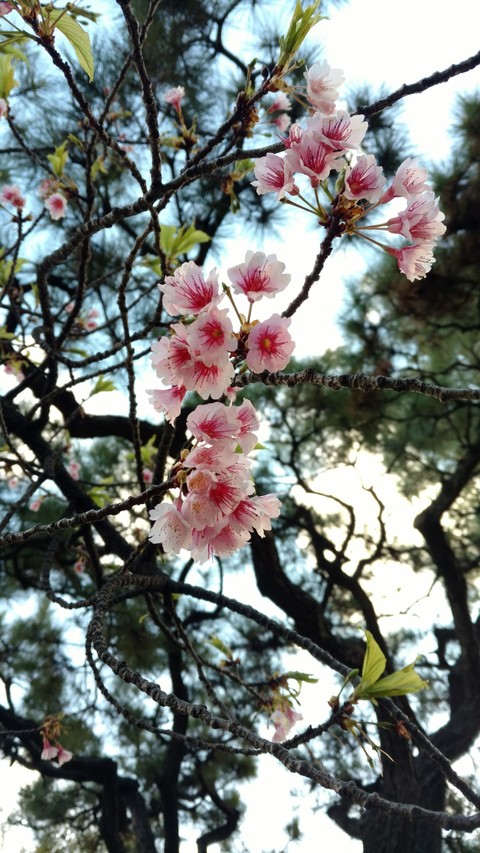 sakura