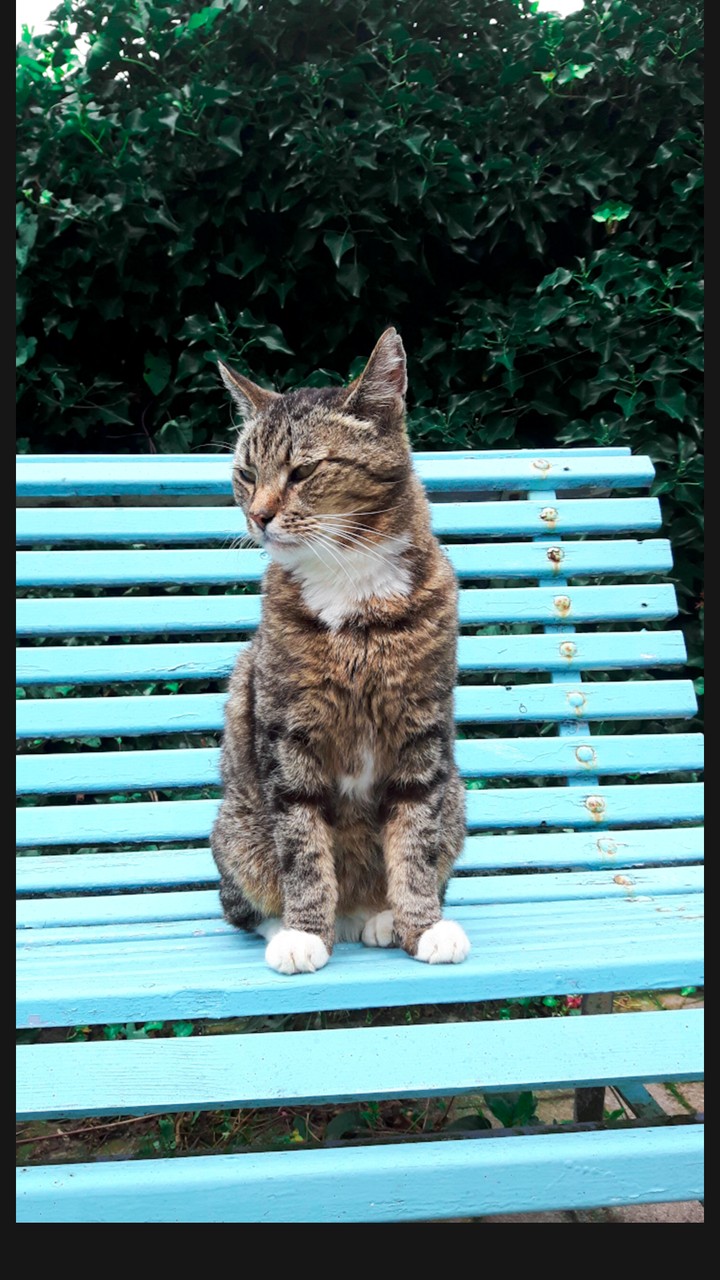 Cat Bench