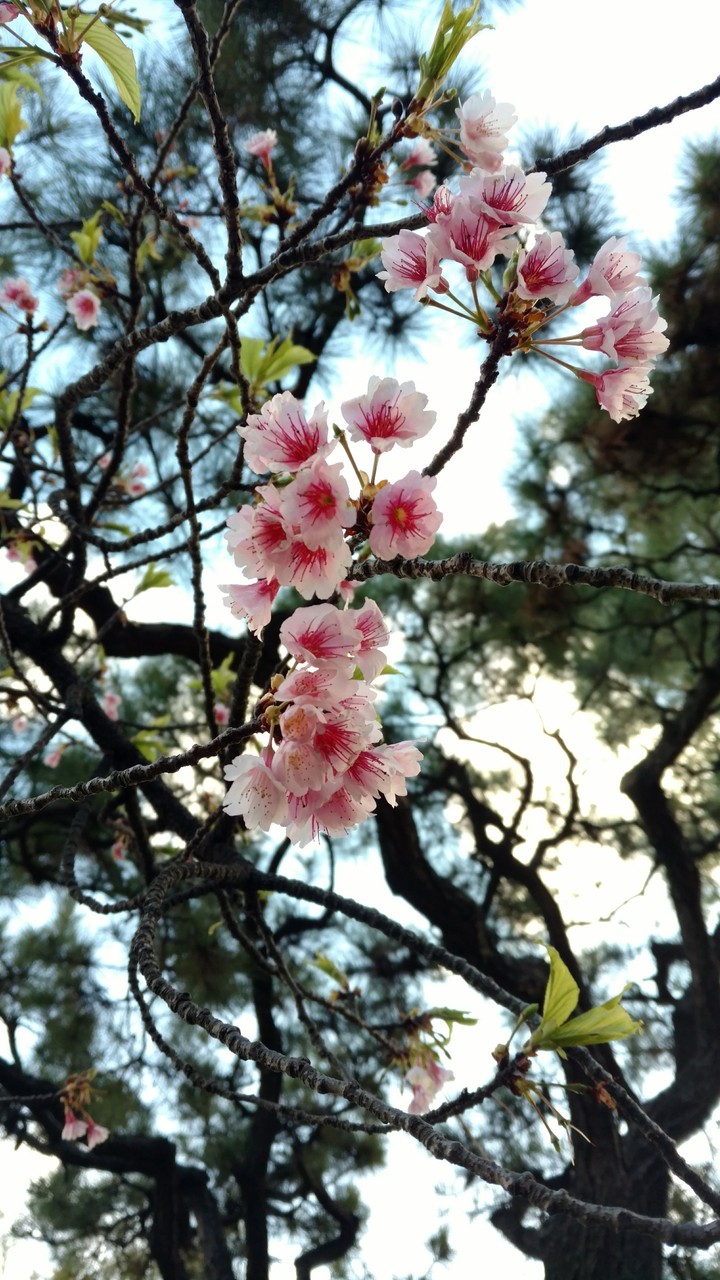 sakura