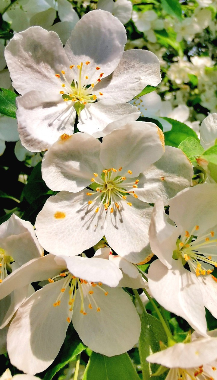 Fleurs