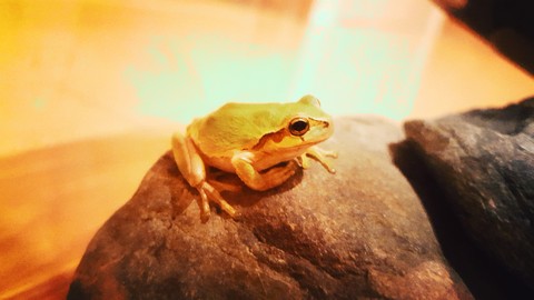 カエル
