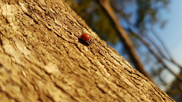 Insect