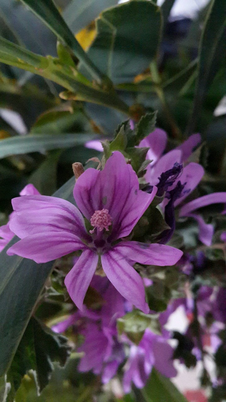 flower
