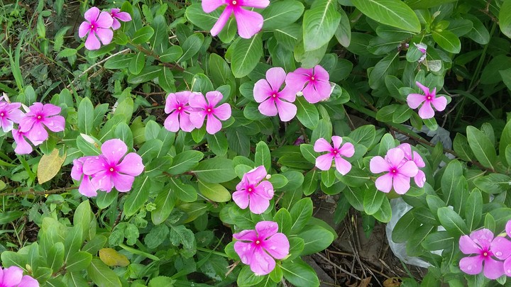 flower