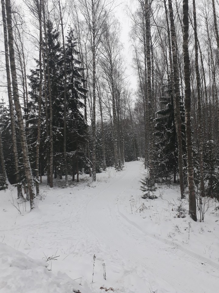 Russian forest.Winter.