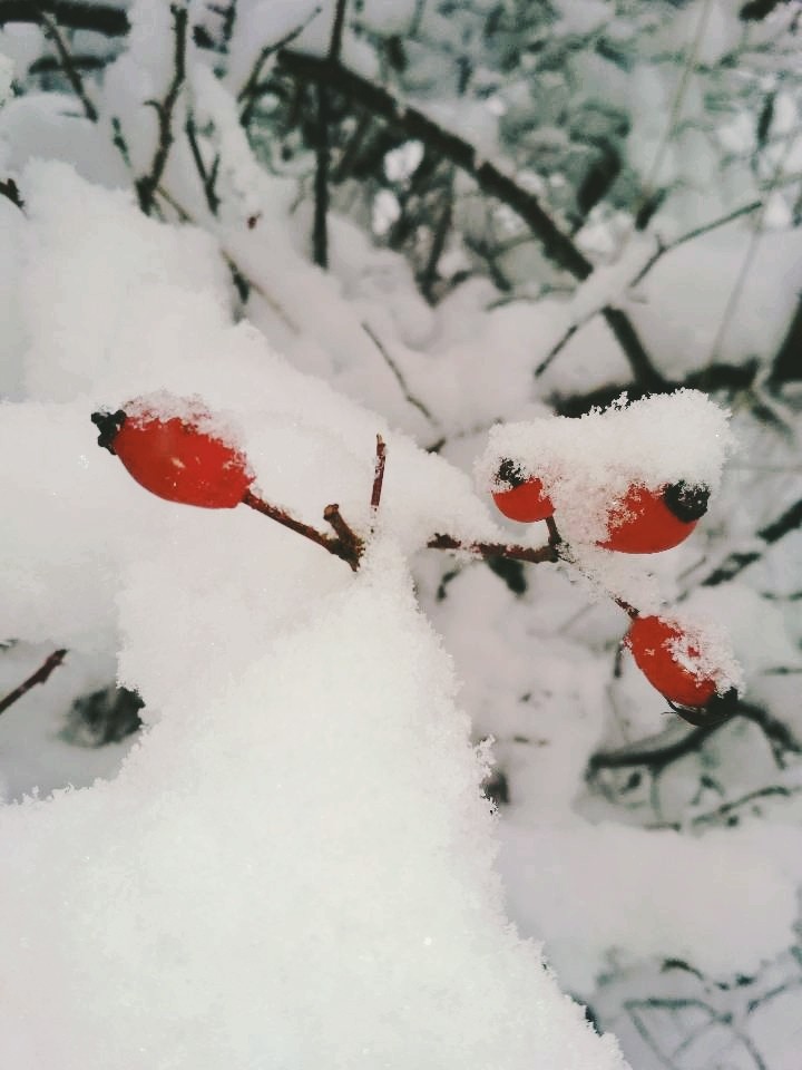 plants
