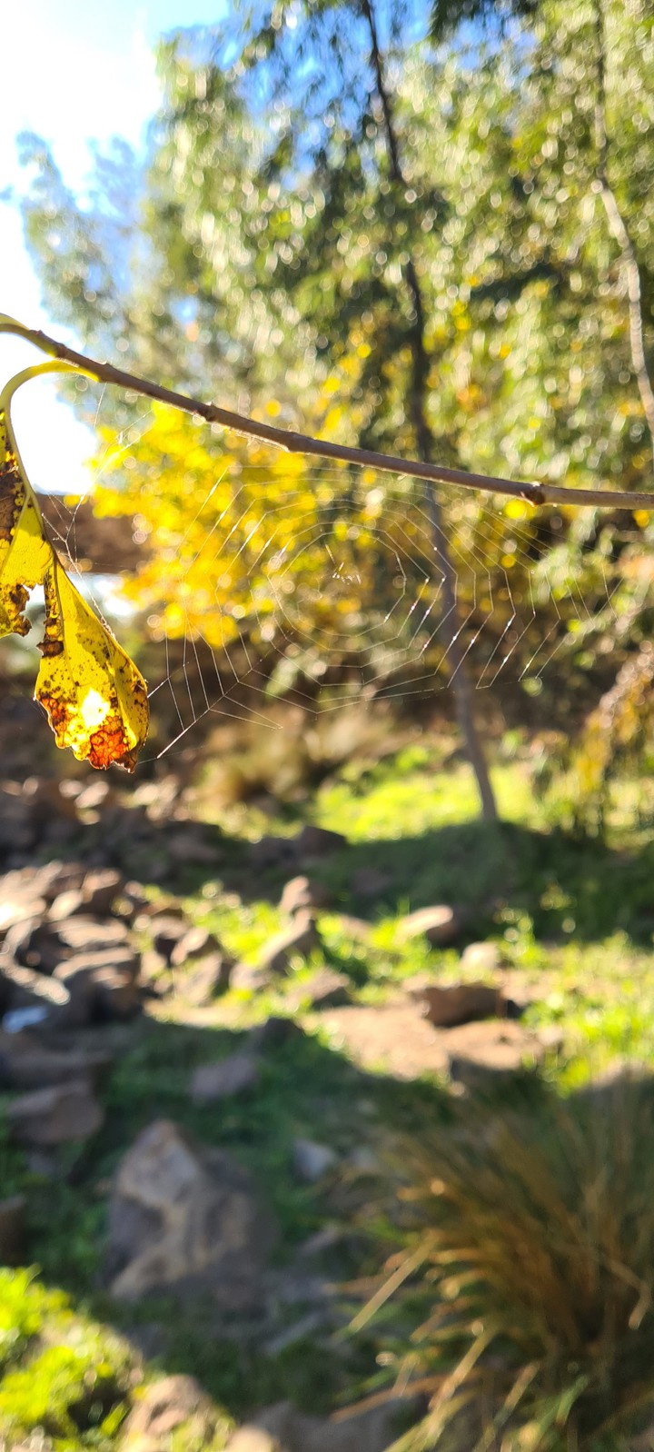 spider silk