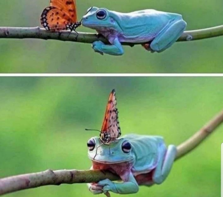 ♧Butterfly mohawk!♧