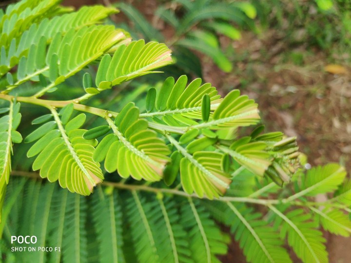 gooseberry leaves