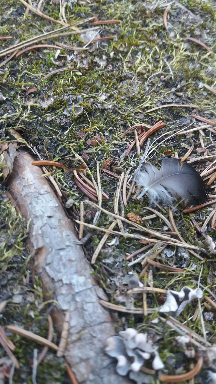 Forest and a feather