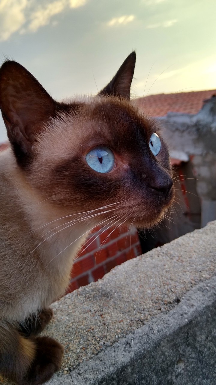 my cat