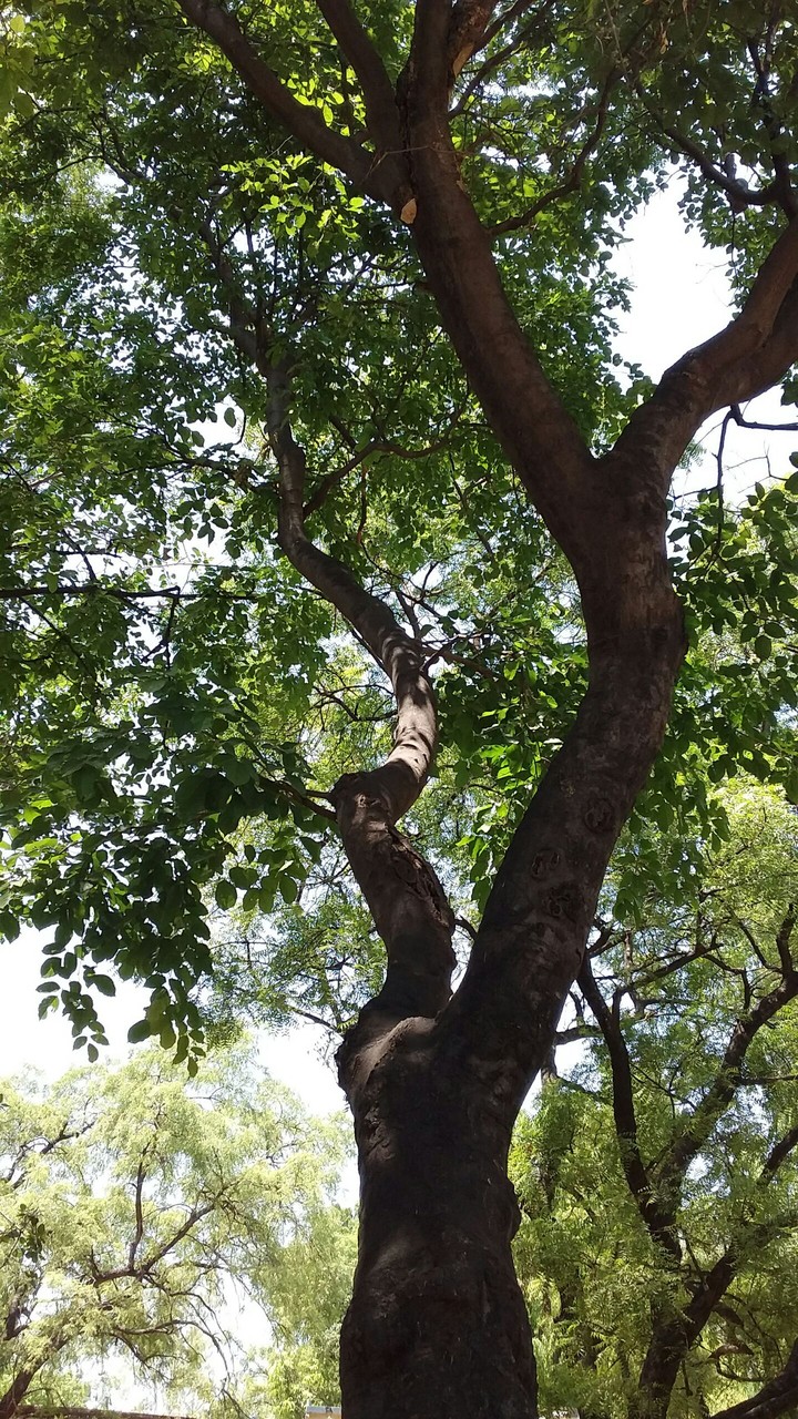 greenery