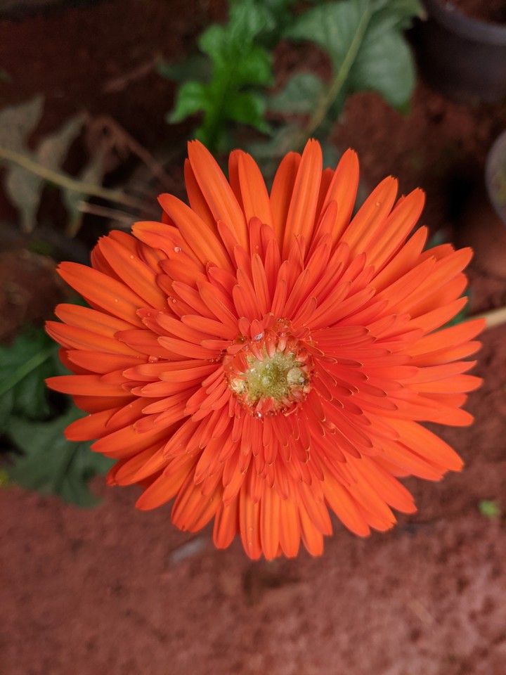 flower