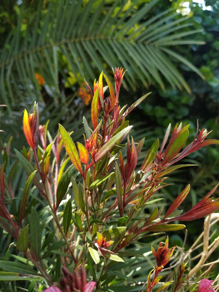 rainbow plant