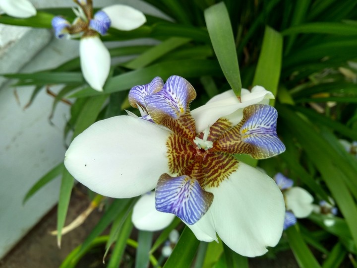 orquídea