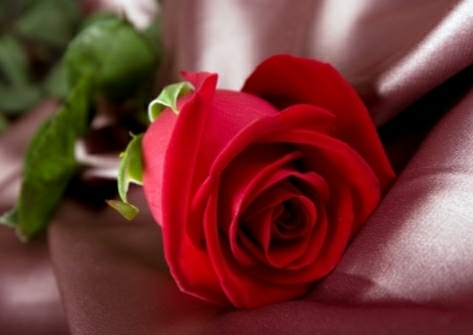 #rose ❤