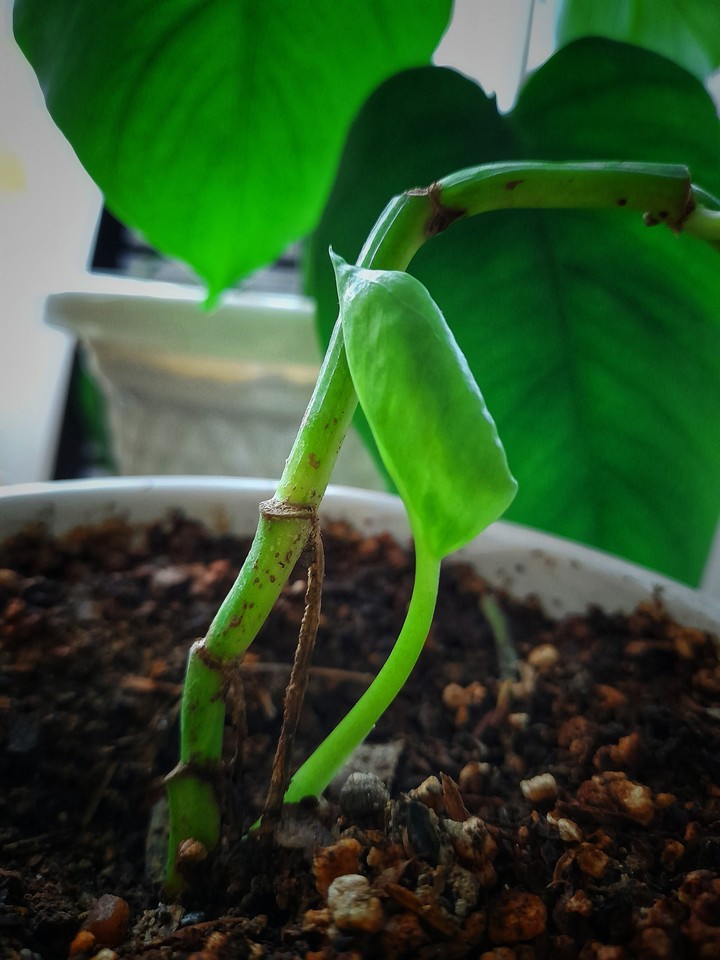 hope