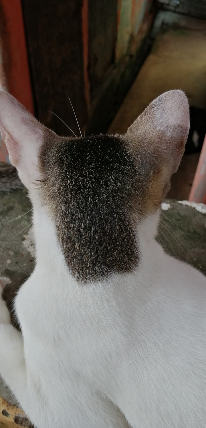 My kitten