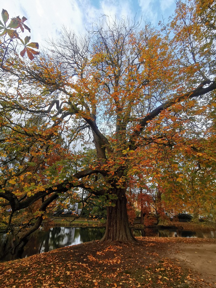 Herbstbaum
