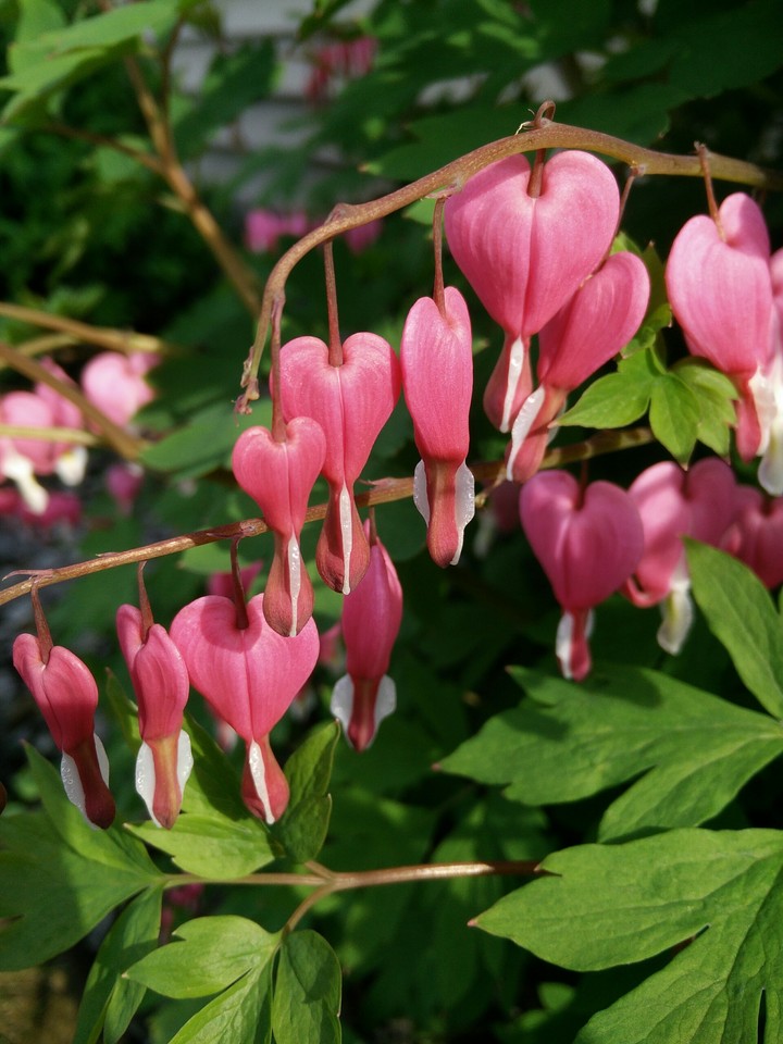 bleeding hearts
